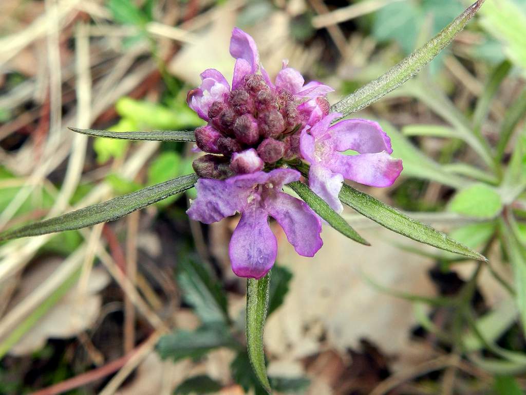 Scabiosa sp. ? da identificare